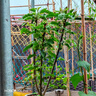 叶之静苹果树苗盆栽地栽当年结果南方北方种植苹果苗嫁接四季红富士苗 冰糖心 4年苗多分枝 81cm(含)-110cm(含) 实拍图