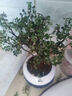 佰花锦清香胡椒木盆栽室内外驱蚊草植物好养绿植九里香花卉四季常青盆景 【送圆底座】胡椒木+陶瓷白圆盆+苔藓铺面 整体高度20-25cm 实拍图