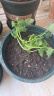 幸悦营养土养花土种菜绿萝多肉肥料通用型盆栽花卉有机种植土壤 10斤土 实拍图