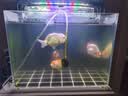 宠翰鱼缸净水剂2.5L水质清澈剂养鱼神器清洁剂水立清净水宝养鱼用品 实拍图