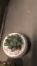 墨一玉露多肉植物带盆栽好蓝镜玉露办公室桌面盆栽植物花卉教师节礼物 樱变女神玉露 带盆栽好 实拍图