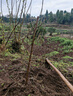 正宗四川龙泉水蜜桃树苗桃树冬桃盆栽脆桃子南方种植水果树苗大全 5年苗 实拍图