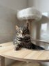 珑小宠猫爬架大型猫窝猫架四季通用宠物猫玩具 剑麻猫爬树猫抓板猫跳台 【1.46m】多层款猫爬架 实拍图