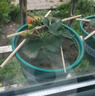 草莓苗四季奶油草莓苗种植盆栽阳台庭院地栽当年结果南方北方种植 四季草莓 【特别推荐4盆装】 实拍图