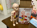 爸爸妈妈人体解剖器官内脏构造结构模型身体部分认知学生男女孩儿童玩具 实拍图