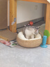 泰格宠物猫窝四季通用夏季藤编猫抓板超大号垫子编织猫咪狗狗睡觉宠物用品 藤编猫耳窝+奶白棉垫+奶白抱枕 小号【适合7斤内】 实拍图