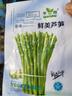四季种植芦笋种子蔬菜种子进口绿芦笋种籽抗热耐寒高营养春秋种植 标准 刚到新种6包约300粒 实拍图