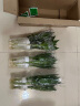绿有意观音竹富贵竹水培植物带根花卉绿植绿萝室内盆栽转运竹子水养好养 3盆】观音竹3棵简易杯+营养液 实拍图