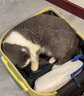 袋鼠（KANGAROO）小型18吋登机箱短途出差行李箱小清新旅行箱女学生高颜值密码箱 柠檬黄 18英寸 【可登机免托运】 实拍图