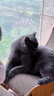 田田猫木天蓼可爱猫抱枕猫磨牙猫玩具猫咪用品毛绒玩具猫抓猫咬 实拍图