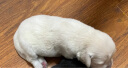 ROYAL CANIN 皇家狗粮 MIS30小型犬奶糕 幼犬狗粮 2月龄以下 全价粮 1kg 断奶离乳期 怀孕及哺乳期母犬 实拍图