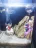 LISM鱼缸造景悬浮摆件潜孙悟空桃白白观赏饰品漂浮创意水族箱装饰 红衣悟空(带鱼线和球) 实拍图