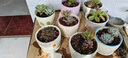 仟尚亿多肉花盆陶瓷个性简约室内植物创意粗陶花盆栽花盆透气大口径组合 随机8个带托盘 中等 实拍图