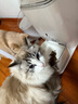 低温烘焙猫粮成猫幼猫粮9kg（4.5kg*2）鸡肉三文鱼 实拍图