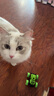 猫包外出便携包双肩背包大号宠物猫咪包次日达太空舱狗狗航空箱 米白色【透气不闷+侧边收纳】 15斤内猫狗通用 可单肩/可双肩/可手提 实拍图