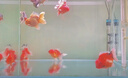 马印马印神灯龙鱼灯专用水族箱灯三基色增色灯水草鱼缸灯 led灯防水 马印增艳神灯(72CM)-(22W)) 实拍图
