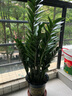 爱优尚金钱树盆栽客厅室内大型绿植办公室盆景摇钱串子乔迁开业源头直发 实拍图
