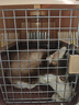 獒少保【带挂碗+垫板】宠物航空箱大号狗猫托运箱猫咪狗狗航空箱运输箱 三号 建议40斤以内【带轮】 实拍图