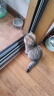 海洋之星 低温烘焙猫粮 全价成猫幼猫粮试吃50g鸡肉三文鱼 实拍图
