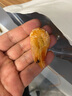 赶海弟【潍坊产地】S脆皮对虾干100g60-70只即食烤虾仁干 源头直发包邮 实拍图