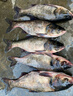 天元邓刚浮钓鲢鳙450g大头鱼饵料鲢鳙鱼饵钓鱼饵料 天元邓刚浮钓鲢鳙一箱（26包） 实拍图