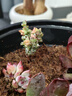 懋扬多肉植物室内小盆栽精品高端多肉大颗株好养花卉绿植阳台客厅 【随机】12颗植物不重复 实拍图