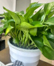 绿萝盆栽室内客厅绿植花卉 家用净化空气绿箩植物吸除甲醛吊兰 高20CM【绿加仑吸水】10盆+5肥 实拍图