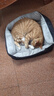 贝初众狗窝保暖猫窝狗垫子狗床大中小型犬四季通用狗睡垫猫狗窝宠物床 黑灰色 S-50*40CM【建议8斤内】 亲肤面料 【舒适透气】 实拍图