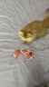 帕蓝姆主食冻干猫咪零食猫零食成幼猫冻干生骨肉全价猫粮250g*3罐 实拍图