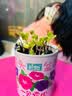 IAM City Farmer牵牛花罐头盆栽绿植花卉种植罐头种子diy盆栽开学季种植作业10068 实拍图