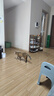 红狗猫维生素B族片200片*3瓶 猫多维猫咪维生素猫咪复合维B猫藓 实拍图