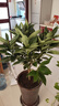 平安树盆栽中大型客厅摆放绿植观叶植物四季常青庭院植物 单株高约80厘米 不含盆 实拍图