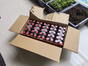 红牛（RedBull） RedBull 泰国红牛维生素功能饮料运动饮料 进口泰文版红盖红牛145ml*50瓶 实拍图