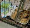 兽牙猫窝凉席夏季猫窝猫咪凉席猫垫子狗窝狗垫子藤编猫咪窝地垫宠物床 M-40*50(适合10斤内宠物) 实拍图