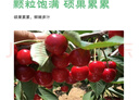 四万公里【买一送一】车厘子树苗俄罗斯八号樱桃树水果树苗南北方盆地栽栽 实拍图