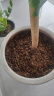 尚洋植物营养土通用种菜养花土壤盆栽种植土兰花多肉泥炭椰土15L 实拍图