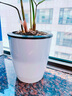 德沃多肥料自动吸水盆3号*3花盆懒人盆可储水创意简约家庭阳台树脂花盆种菜 实拍图