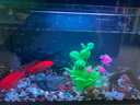 米家智能鱼缸小米智能鱼缸小型客厅水族箱自动喂食智能联动生态过滤 【造景套装】鱼缸+画法几何枯木风造景 实拍图