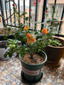 意轩【带花苞】欧月果汁阳台室内观花植物花卉盆栽四季开花月季 大苗（带花苞分叉多开花多多）带花苞 实拍图