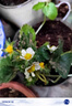 草莓苗四季奶油草莓苗种植盆栽阳台庭院地栽当年结果南方北方种植 混合品种草莓 福利推荐：裸根【10棵苗】 实拍图