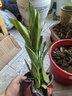 大叶金钻绿叶子大型绿植室内外栽种四季好养四季常绿礼客厅绿植 大叶金钻小盆栽40-50厘米高度 1 盆3颗 不含盆 实拍图