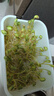 九千谷育苗盆芽苗菜盘种植发芽盆发豆芽神器黄绿豆芽无土栽培水培盘3901 实拍图