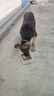 狼孩儿德牧狗粮德国牧羊犬成犬幼犬粮边牧边境牧羊犬通用型天然狗粮 20kg牛肉四拼粮(牧羊犬狗粮40斤) 实拍图