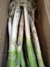 山东安丘铁杆大葱新鲜5斤10斤毛葱蔬菜蘸酱卷饼辛辣脆爽小葱大葱 5斤带皮大葱【净重5斤】 2500g 实拍图