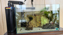 森渊莫斯树水草鱼缸造景无土淡水增氧水族箱懒人沉木鱼缸活体淡水植物 成品莫斯树(高13-16cm三头) 实拍图