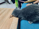 艾尔猫粮成猫幼年猫粮 牛肉鲑鱼2.5kg5斤 实拍图