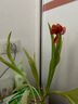 耘淘郁金香种球水培5度球花卉绿植种子土培植物水养盆栽室内室外耐寒 郁金香水培套餐【品种可备注】 实拍图