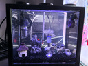 桌面鱼缸小型家用积木缸生态缸水族箱斗鱼缸带小夜灯氛围灯摆件 黑色鱼缸两个灯+小号夜光石约50颗 实拍图