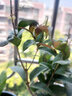 绿丝绦桂花树盆栽四季开花盆景室内庭院阳台开花树苗耐寒绿植花卉树苗 金桂 2年苗 实拍图