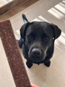 维克（Virbac）素齿洁复合洁齿片狗狗洁牙棒磨牙棒宠物幼犬成犬牙齿口腔清洁 M（适用于10-30kg狗狗） 实拍图